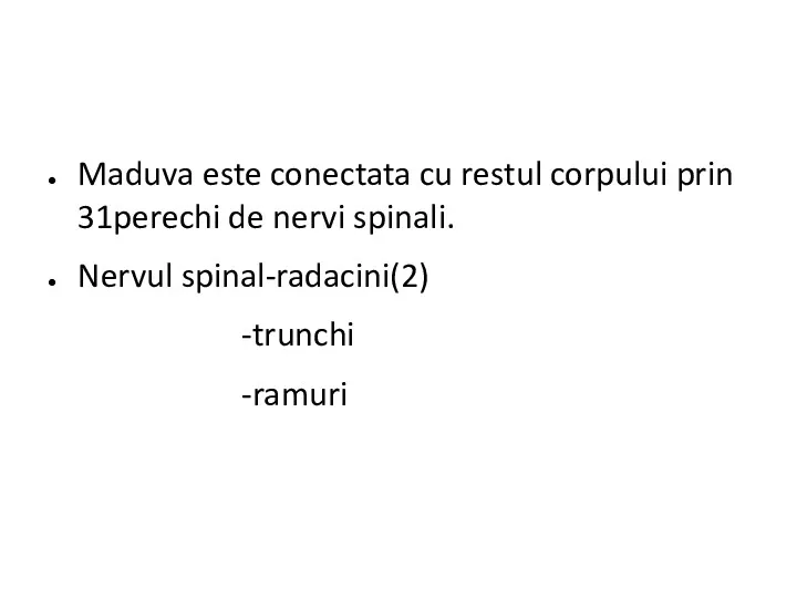 Maduva este conectata cu restul corpului prin 31perechi de nervi spinali. Nervul spinal-radacini(2) -trunchi -ramuri