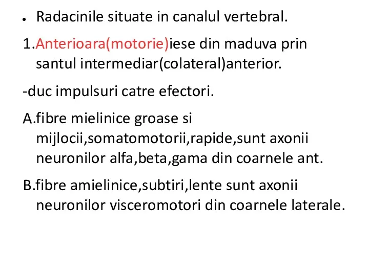 Radacinile situate in canalul vertebral. 1.Anterioara(motorie)iese din maduva prin santul