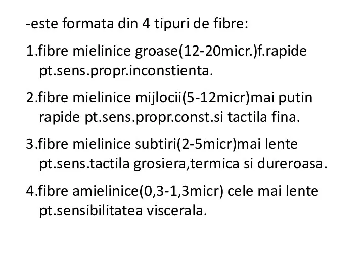 -este formata din 4 tipuri de fibre: 1.fibre mielinice groase(12-20micr.)f.rapide