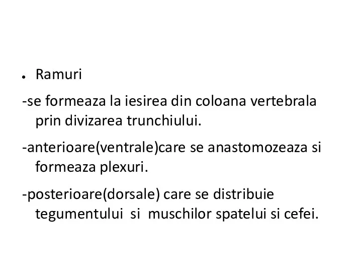 Ramuri -se formeaza la iesirea din coloana vertebrala prin divizarea