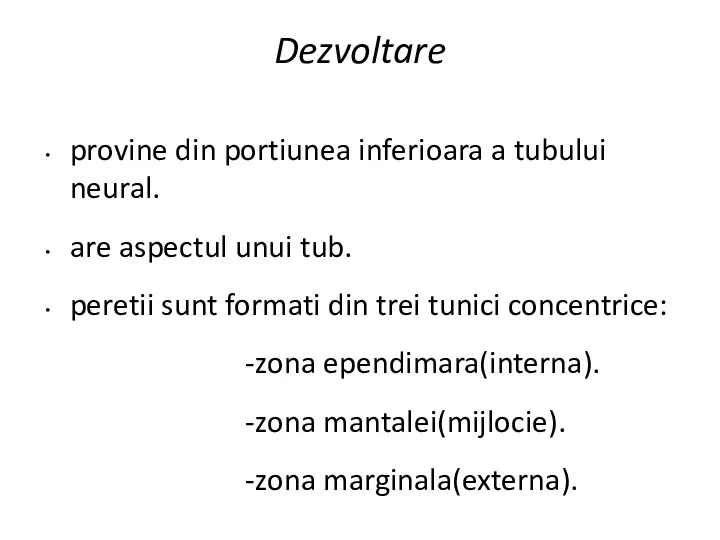 Dezvoltare provine din portiunea inferioara a tubului neural. are aspectul