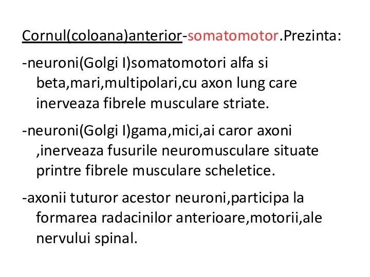Cornul(coloana)anterior-somatomotor.Prezinta: -neuroni(Golgi I)somatomotori alfa si beta,mari,multipolari,cu axon lung care inerveaza