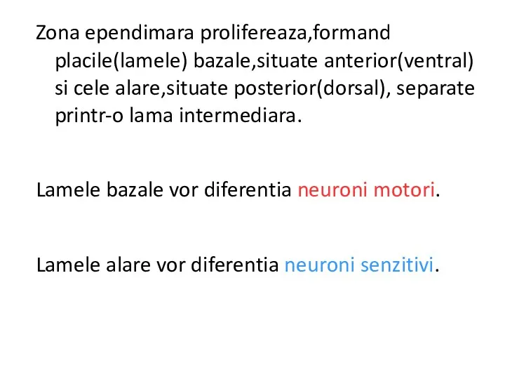 Zona ependimara prolifereaza,formand placile(lamele) bazale,situate anterior(ventral) si cele alare,situate posterior(dorsal),