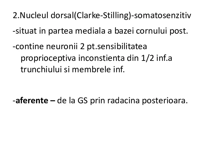 2.Nucleul dorsal(Clarke-Stilling)-somatosenzitiv -situat in partea mediala a bazei cornului post.