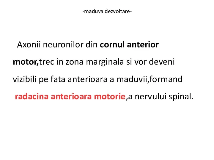 -maduva dezvoltare- Axonii neuronilor din cornul anterior motor,trec in zona