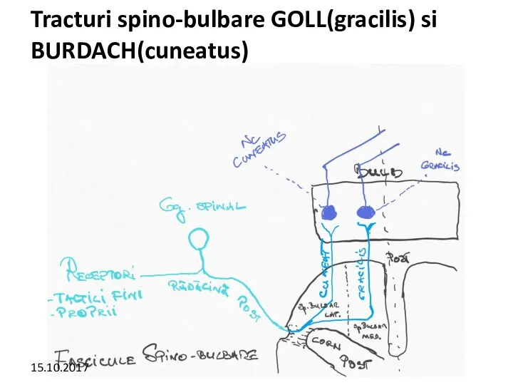 Tracturi spino-bulbare GOLL(gracilis) si BURDACH(cuneatus) 15.10.2017