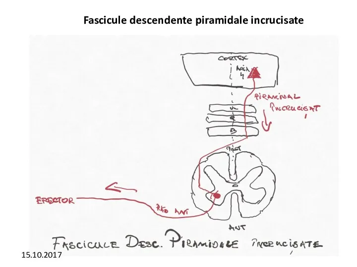 Fascicule descendente piramidale incrucisate 15.10.2017