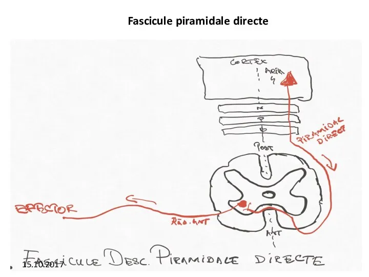 Fascicule piramidale directe 15.10.2017