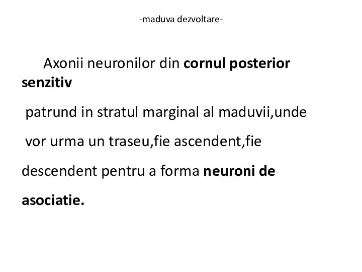 -maduva dezvoltare- Axonii neuronilor din cornul posterior senzitiv patrund in