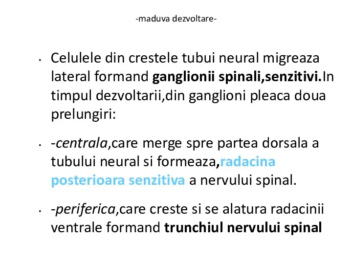 -maduva dezvoltare- Celulele din crestele tubui neural migreaza lateral formand
