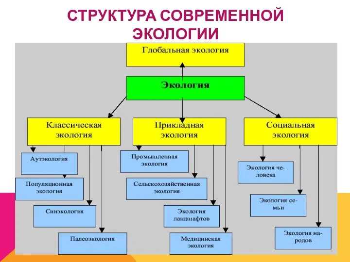 СТРУКТУРА СОВРЕМЕННОЙ ЭКОЛОГИИ