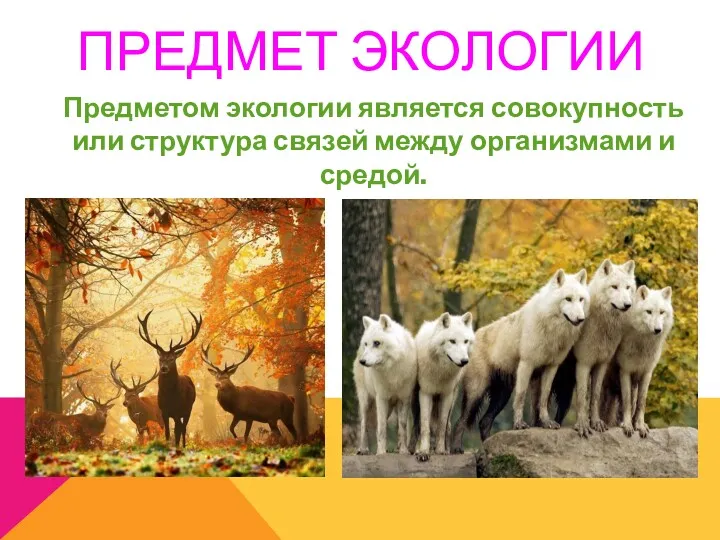 ПРЕДМЕТ ЭКОЛОГИИ Предметом экологии является совокупность или структура связей между организмами и средой.