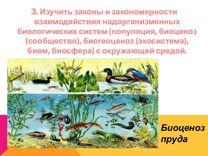 3. Изучить законы и закономерности взаимодействия надорганизменных биологических систем (популяция,