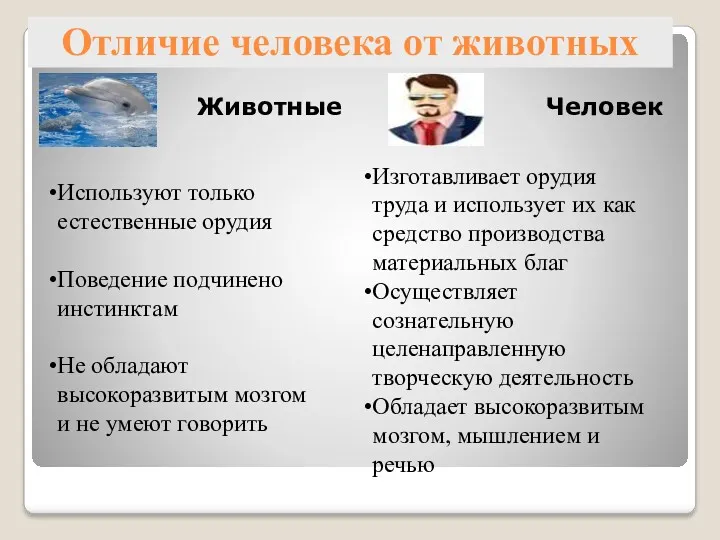 Отличие человека от животных Животные Человек Изготавливает орудия труда и