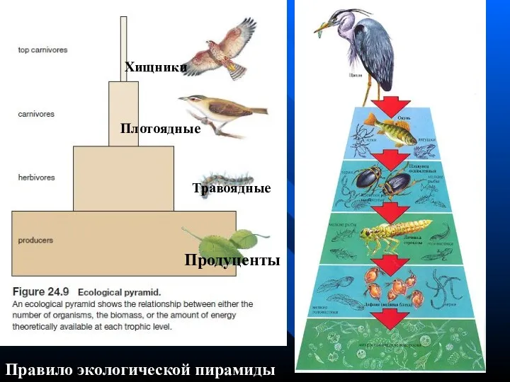 Правило экологической пирамиды Продуценты Травоядные Плотоядные Хищники