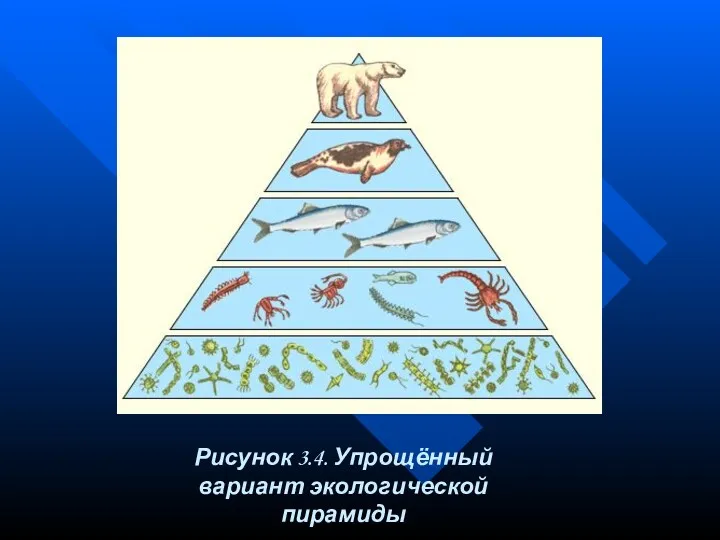 Рисунок 3.4. Упрощённый вариант экологической пирамиды