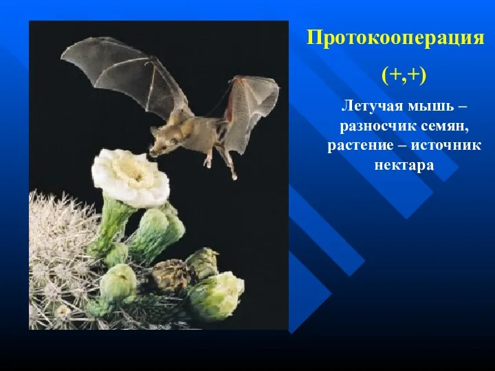 Протокооперация (+,+) Летучая мышь – разносчик семян, растение – источник нектара