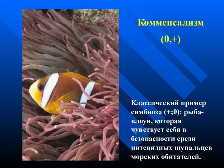 Классический пример симбиоза (+;0): рыба-клоун, которая чувствует себя в безопасности