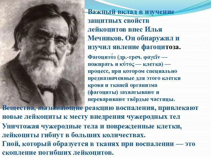 Важный вклад в изучение защитных свойств лейкоцитов внес Илья Мечников.