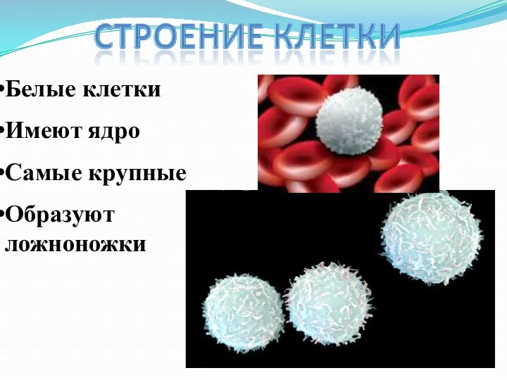 Белые клетки Имеют ядро Самые крупные Образуют ложноножки