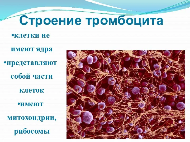 Строение тромбоцита клетки не имеют ядра представляют собой части клеток имеют митохондрии, рибосомы