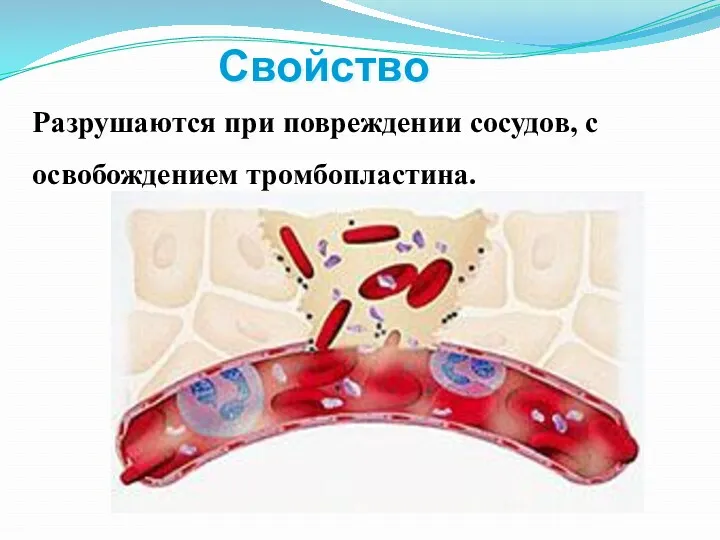 Свойство Разрушаются при повреждении сосудов, с освобождением тромбопластина.