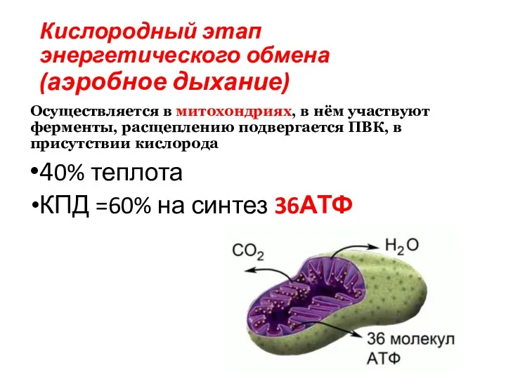 Кислородный этап энергетического обмена (аэробное дыхание) Осуществляется в митохондриях, в нём участвуют ферменты,