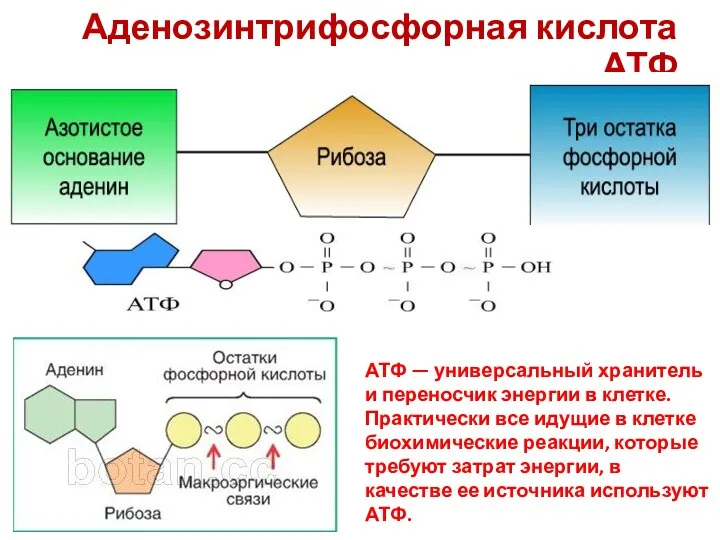 Аденозинтрифосфорная кислота АТФ АТФ — универсальный хранитель и переносчик энергии в клетке. Практически