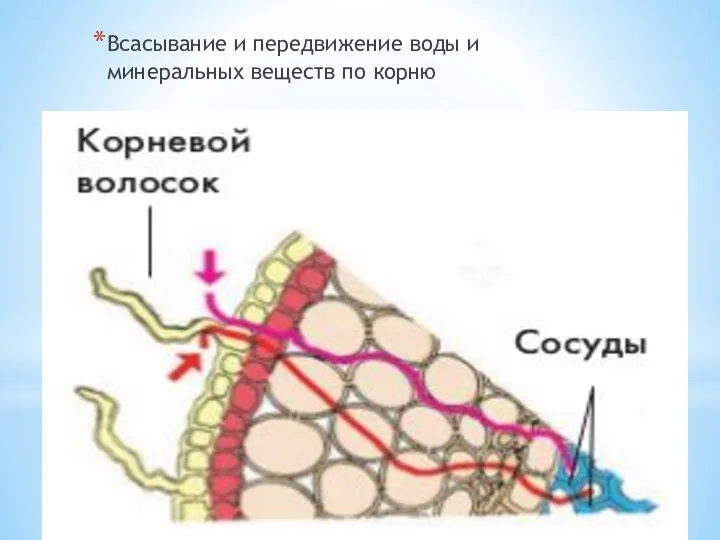 Всасывание и передвижение воды и минеральных веществ по корню