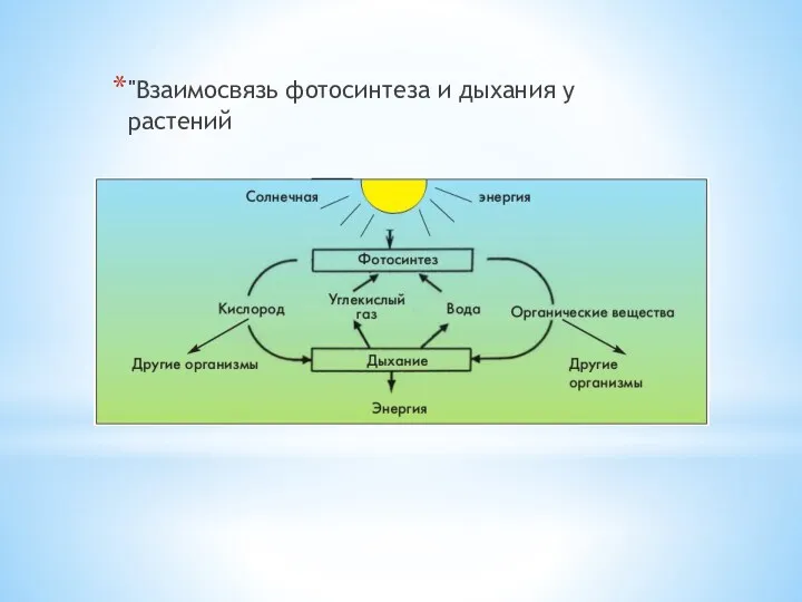 "Взаимосвязь фотосинтеза и дыхания у растений