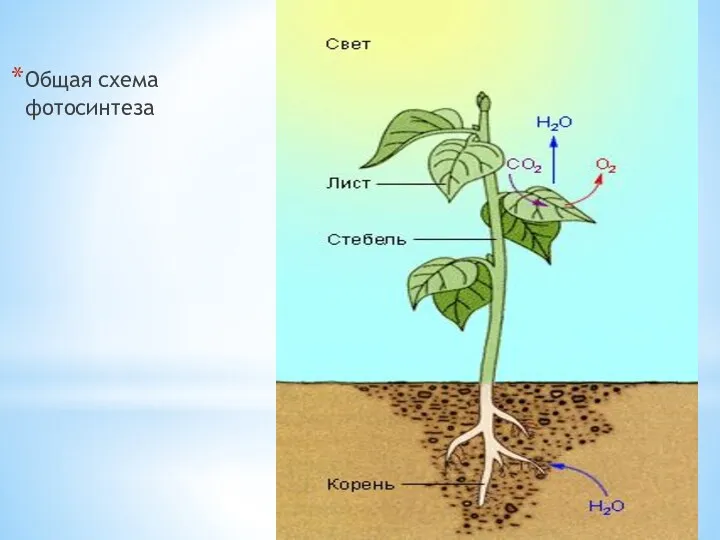 Общая схема фотосинтеза