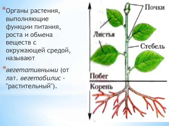 Органы растения, выполняющие функции питания, роста и обмена веществ с