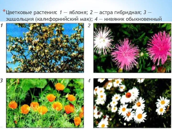 Цветковые растения: 1 — яблоня; 2 — астра гибридная; 3