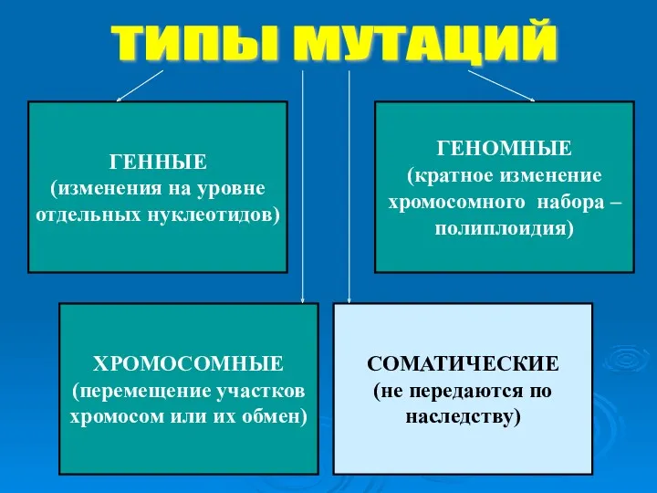 ГЕННЫЕ (изменения на уровне отдельных нуклеотидов) ГЕНОМНЫЕ (кратное изменение хромосомного