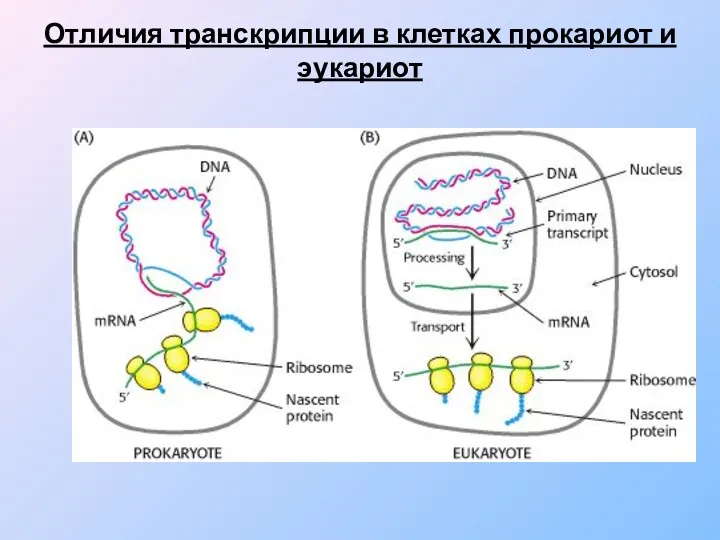 Отличия транскрипции в клетках прокариот и эукариот