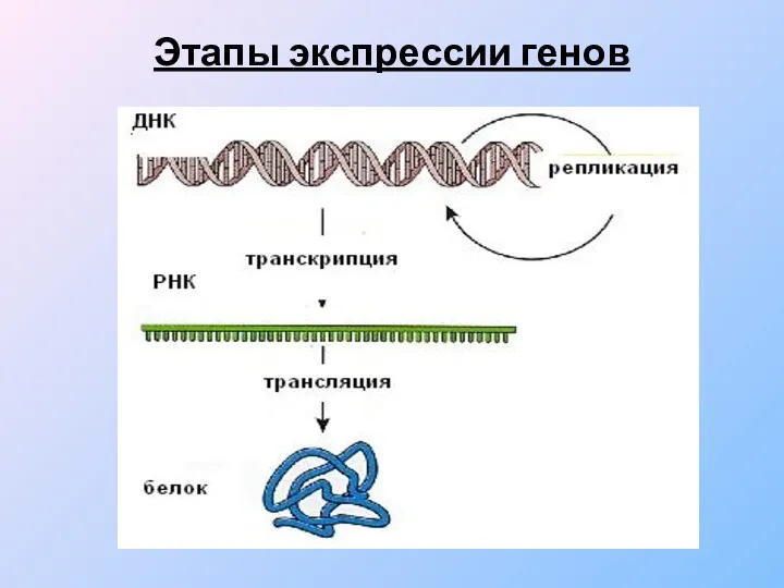 Этапы экспрессии генов