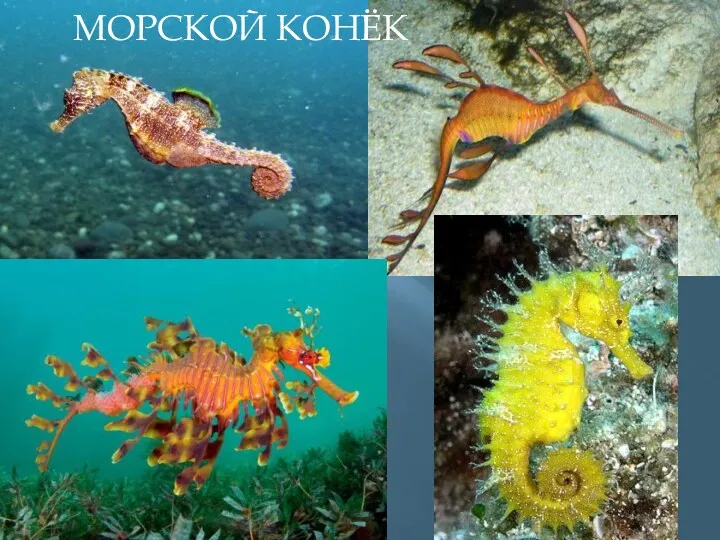 МОРСКОЙ КОНЁК