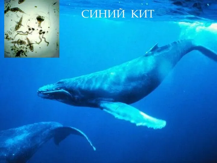 СИНИЙ КИТ