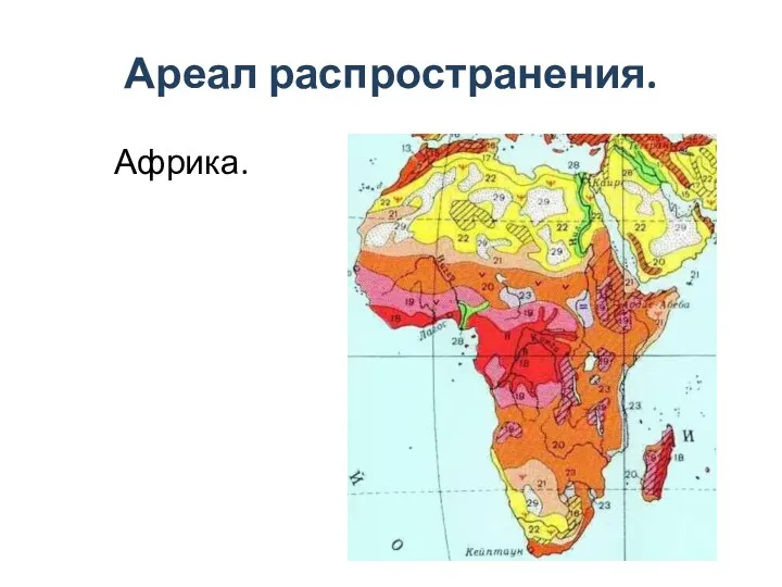 Ареал распространения. Африка.