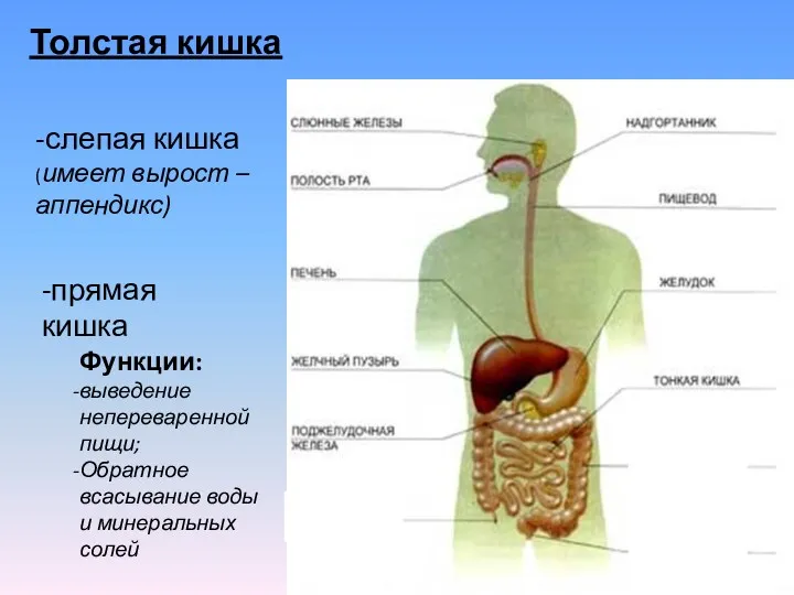 Толстая кишка -слепая кишка (имеет вырост – аппендикс) -прямая кишка