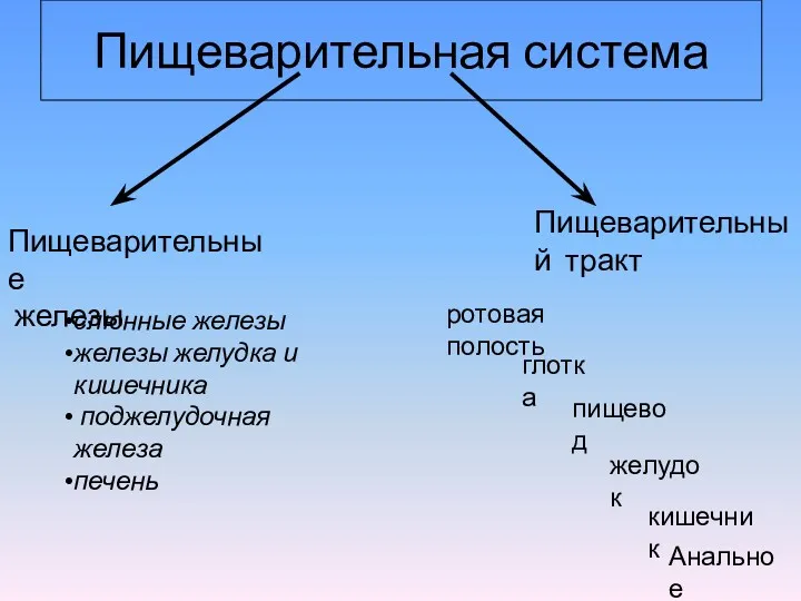 Пищеварительная система Пищеварительный тракт Пищеварительные железы ротовая полость кишечник глотка