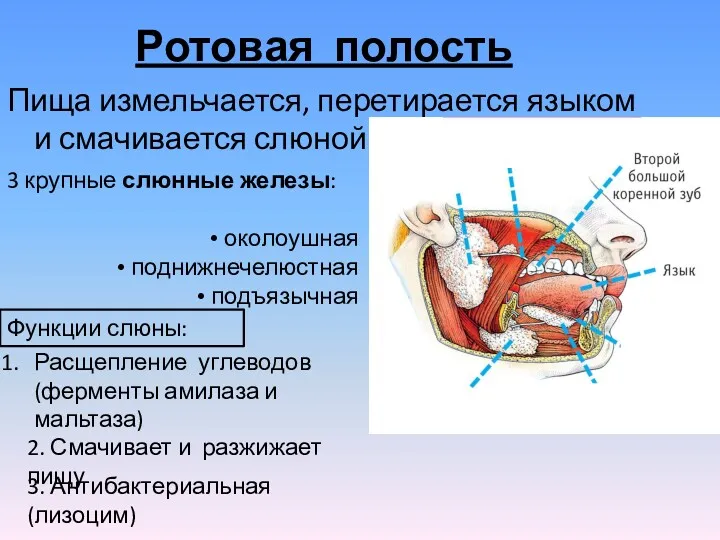 Ротовая полость Пища измельчается, перетирается языком и смачивается слюной 3