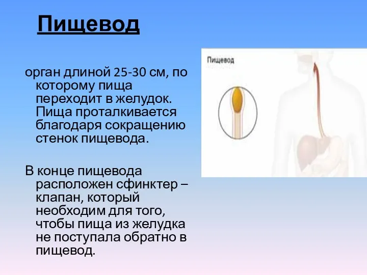 Пищевод орган длиной 25-30 см, по которому пища переходит в