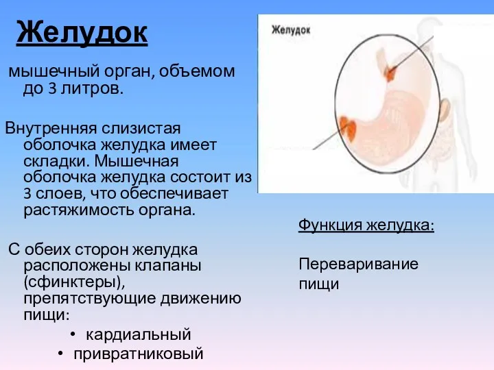 Желудок мышечный орган, объемом до 3 литров. Внутренняя слизистая оболочка