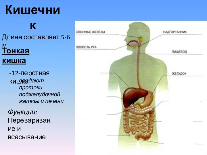 Кишечник Длина составляет 5-6 м Тонкая кишка -12-перстная кишка впадают