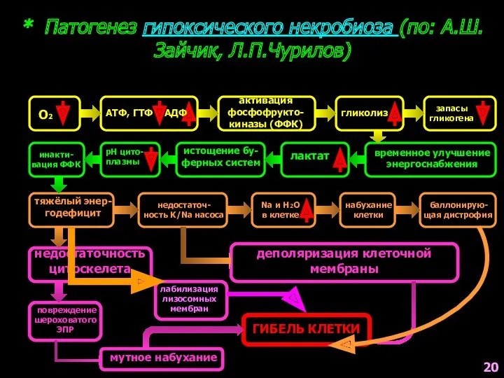 * Патогенез гипоксического некробиоза (по: А.Ш.Зайчик, Л.П.Чурилов) О2 АТФ, ГТФ АДФ активация фосфофрукто-