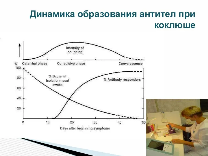 Динамика образования антител при коклюше