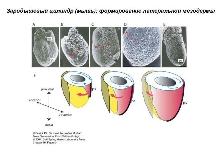 Зародышевый цилиндр (мышь): формирование латеральной мезодермы
