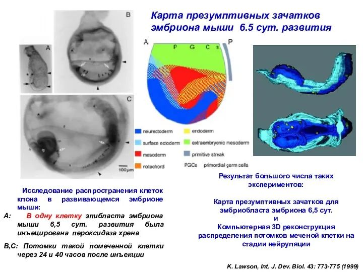 Карта презумптивных зачатков эмбриона мыши 6.5 сут. развития Исследование распространения