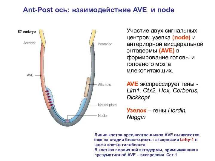 Участие двух сигнальных центров: узелка (node) и антериорной висцеральной энтодермы